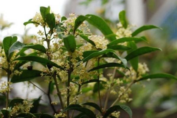 月月桂是四季桂吗？