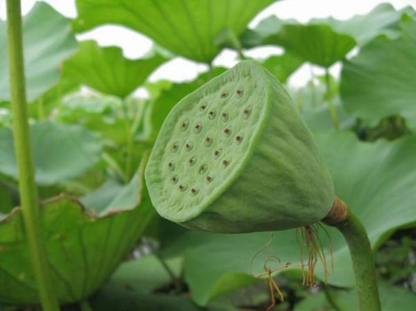 谜语水上一只铃,摇摇没声音,仔细看一看,长满绿眼睛。谜底是什么?