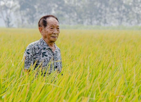 惟愿禾下乘凉什么意思？