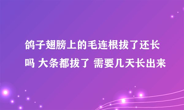 鸽子翅膀上的毛连根拔了还长吗 大条都拔了 需要几天长出来