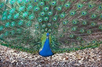 孔雀开屏代表什么意思