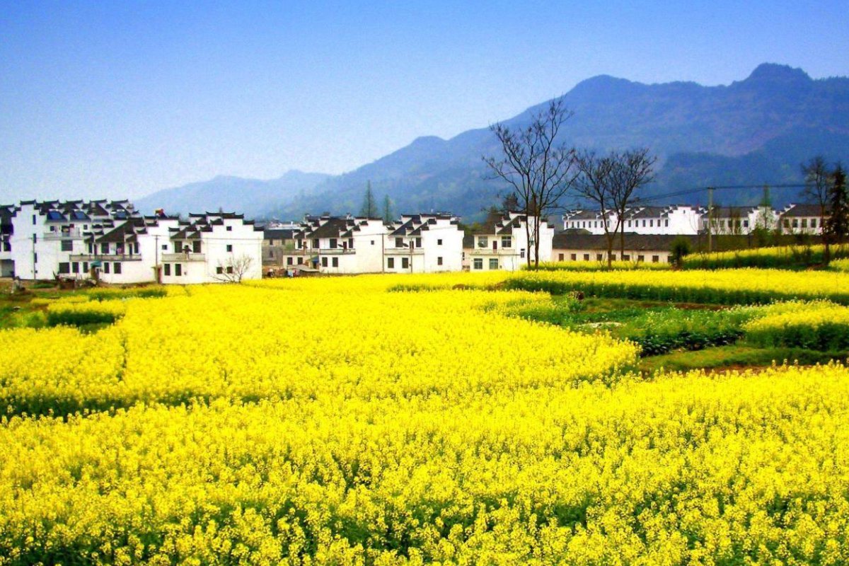 婺源油菜花最佳观赏时间2023年