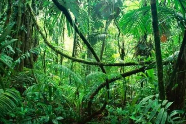 全年高温多雨的气候类型是