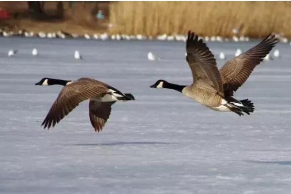 “问世间情为何物