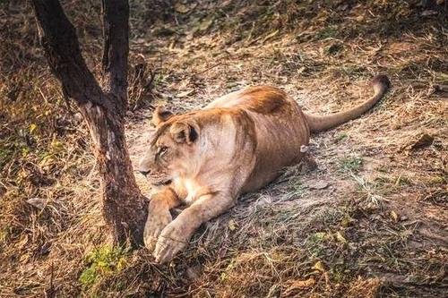 游客与动物园狮子互相吼叫，双方当时有何表现？
