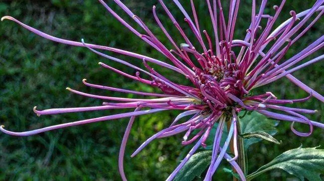 花中隐士是什么花