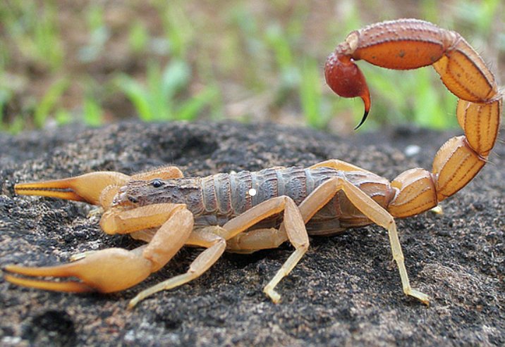 小动物的尾巴有什么作用？