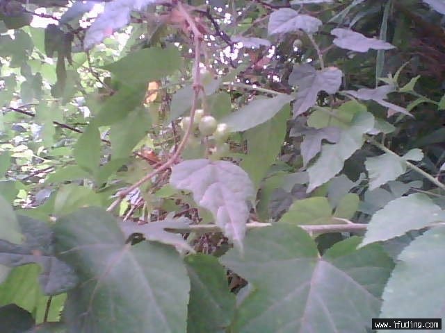 婴奥的药理作用