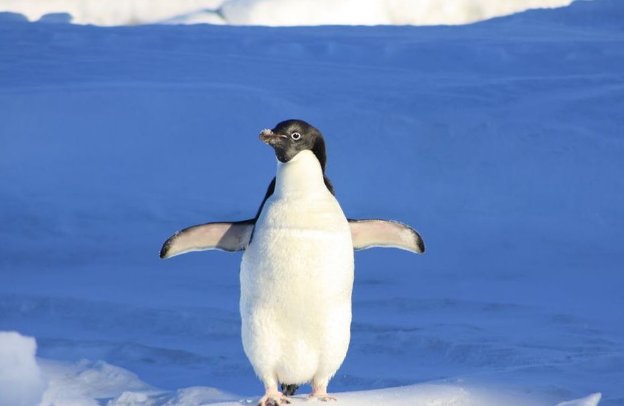 企鹅竟然没有牙齿！没有牙齿的企鹅究竟是怎么吃东西的呢？