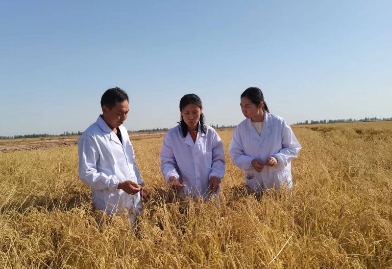 犀照什么渚成语