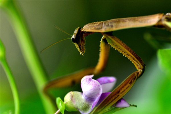 螳螂中的怪物，一种体型大，一种较凶猛，谁更胜一筹？