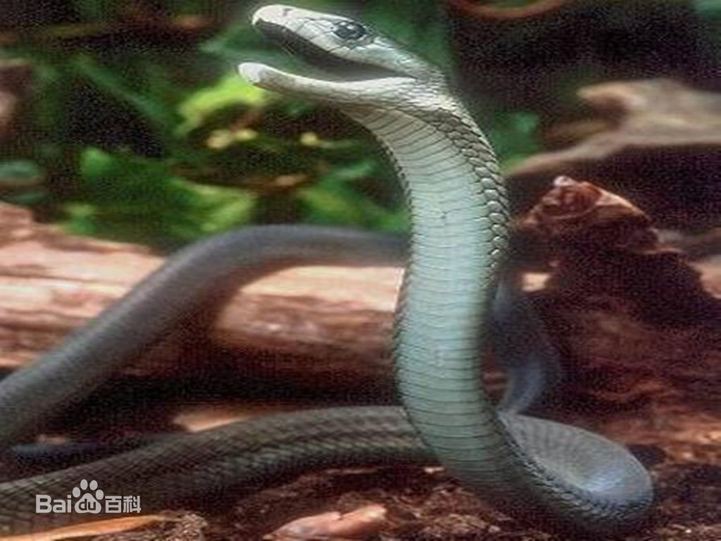 裂颊海蛇的外形特征