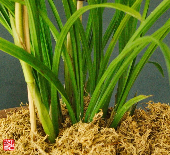 莎叶兰的植物文化