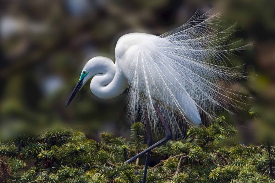 蓑毛的意思是什么?