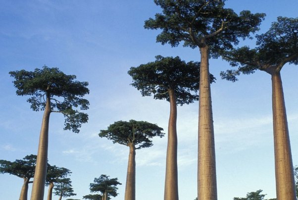 “挺”字的意思是什么?