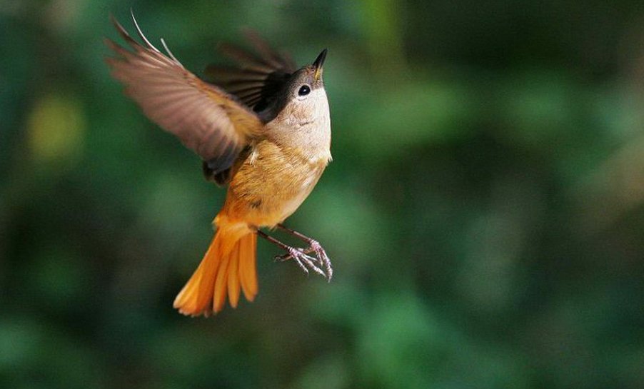 小动物的尾巴有什么作用？