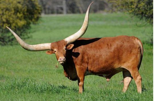 六合同春暖心田打一生肖