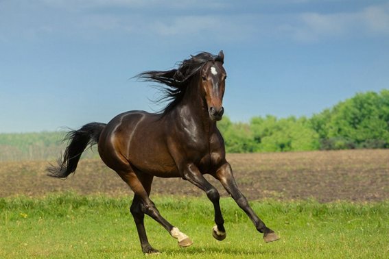 豪言壮志是什么生肖？