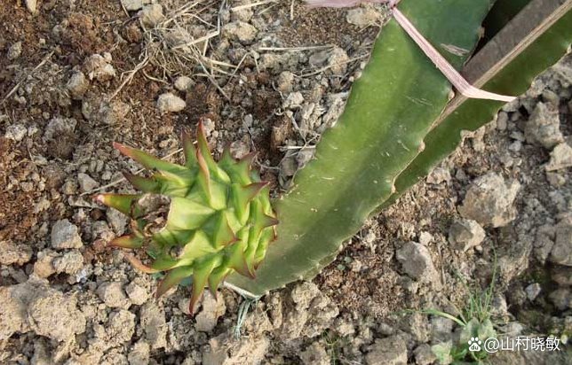 火龙果为热带、亚热带水果，火龙果什么时候栽培？