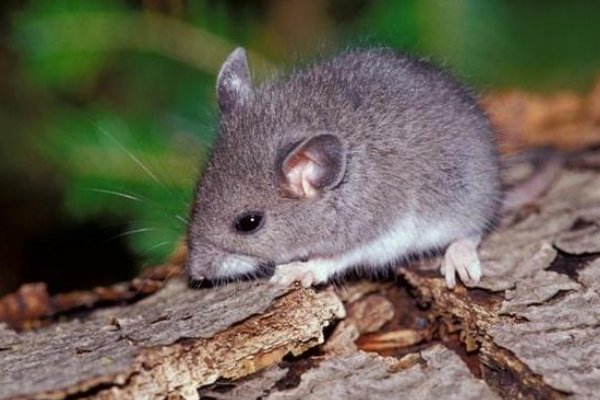 黑牛白角正确一生肖