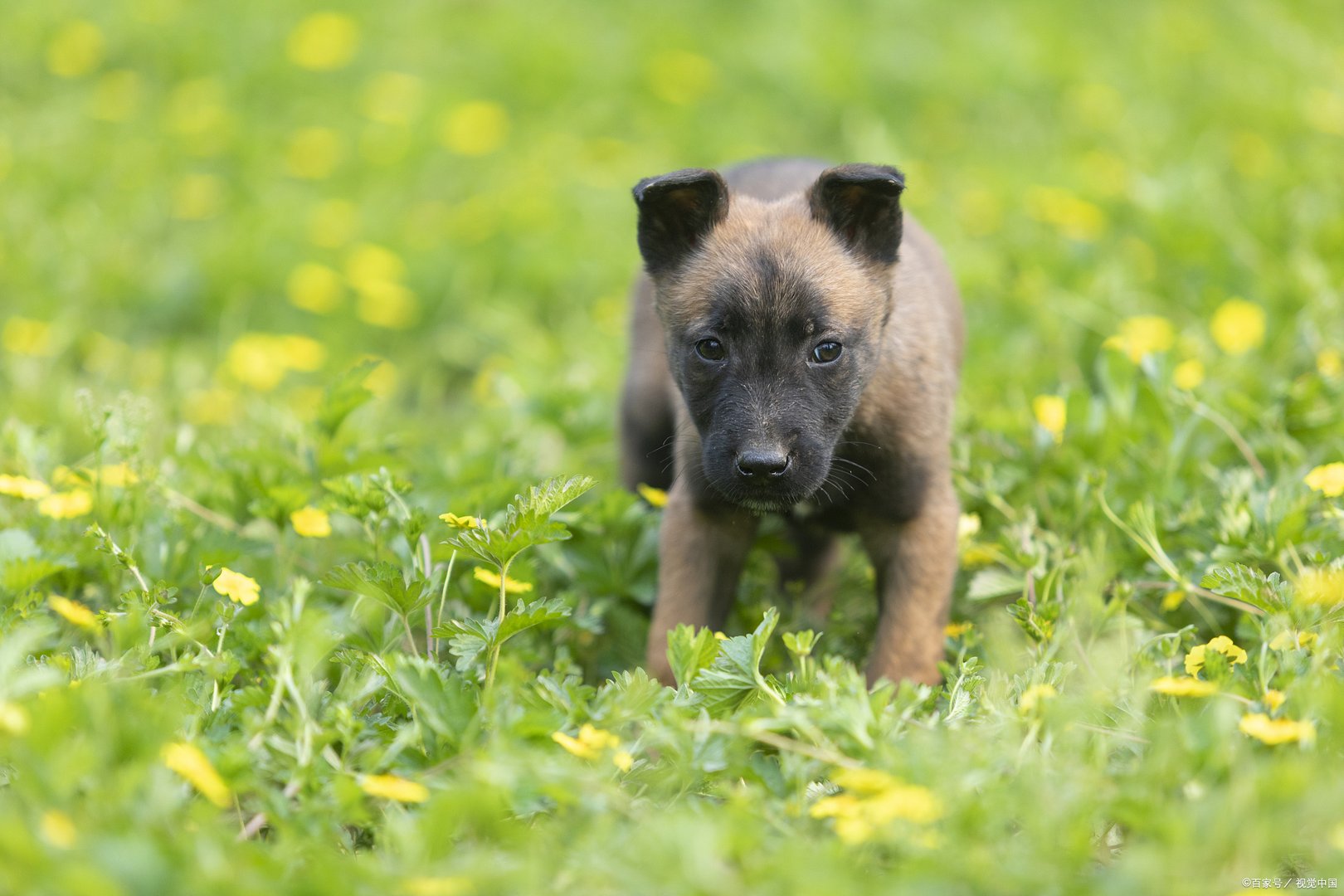 幽灵犬的名号是抗战时期才出现的，你知道马犬为什么叫幽灵犬吗？