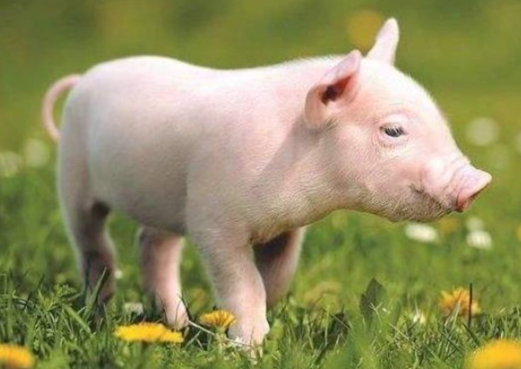 火上添油是什么动物