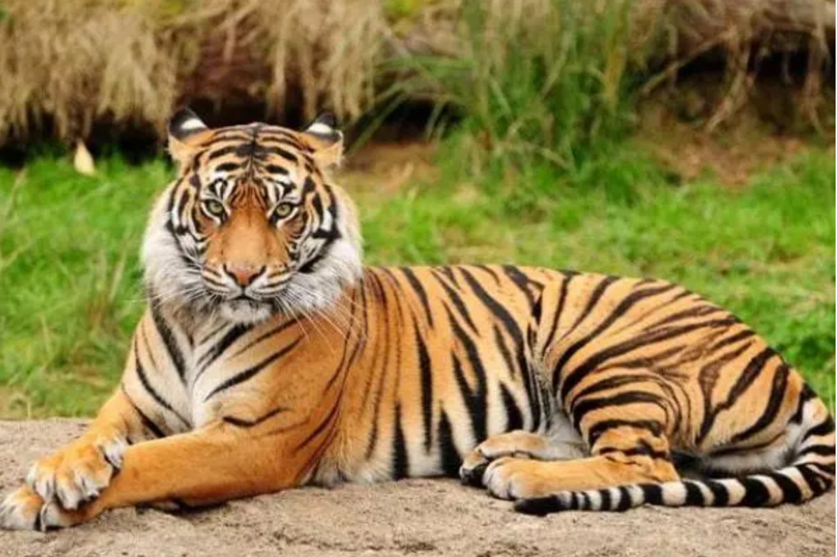 十月怀胎打一生肖动物