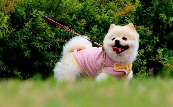 在外迷路了，如何让狗带自己回家呢？