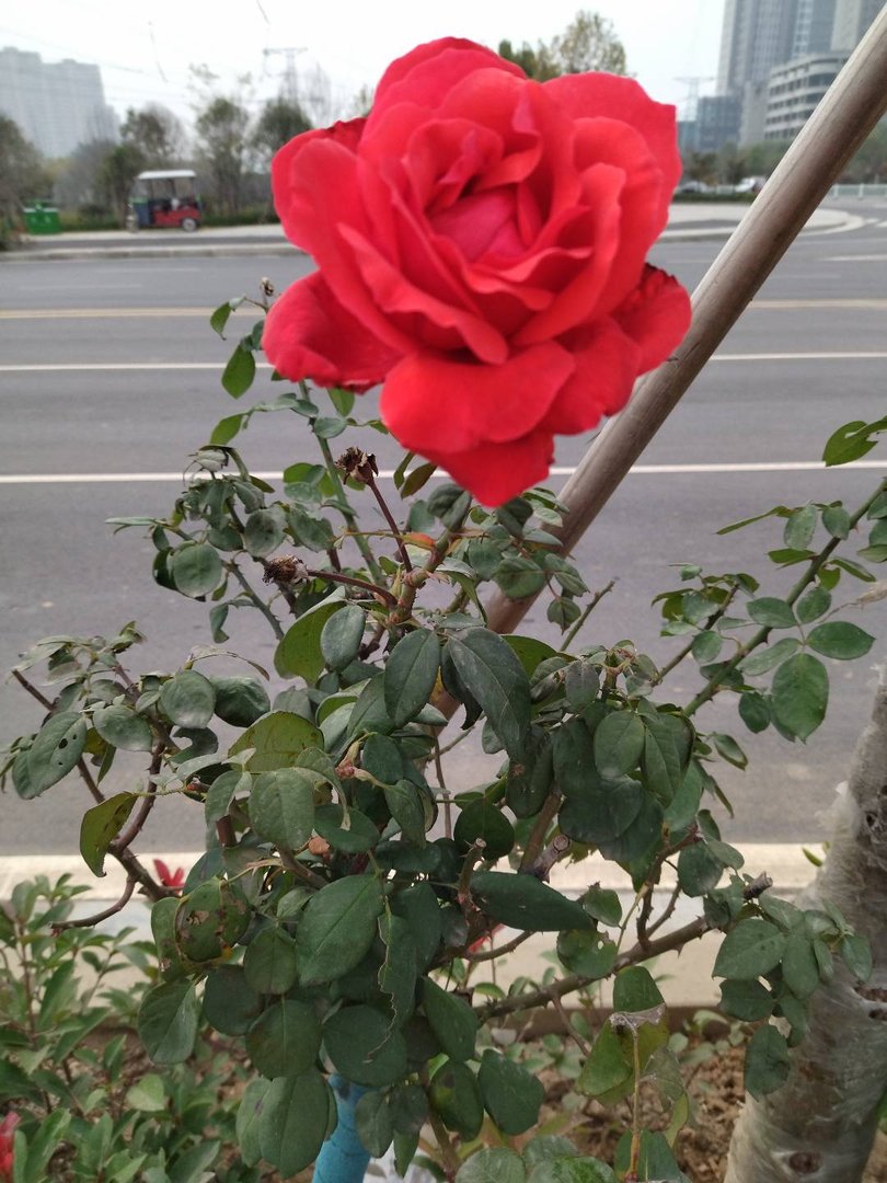 女生为什么戴蝴蝶结俏皮可爱呢？