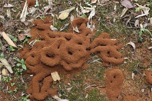 蚂蚁“死亡漩涡”是什么原理?为何一群蚂蚁会疯狂转圈?