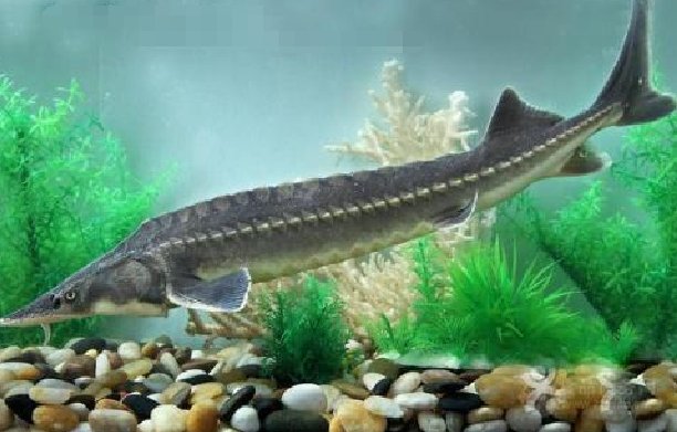 中华鲟的详细资料