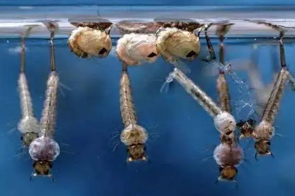 孑孓的读音和意思