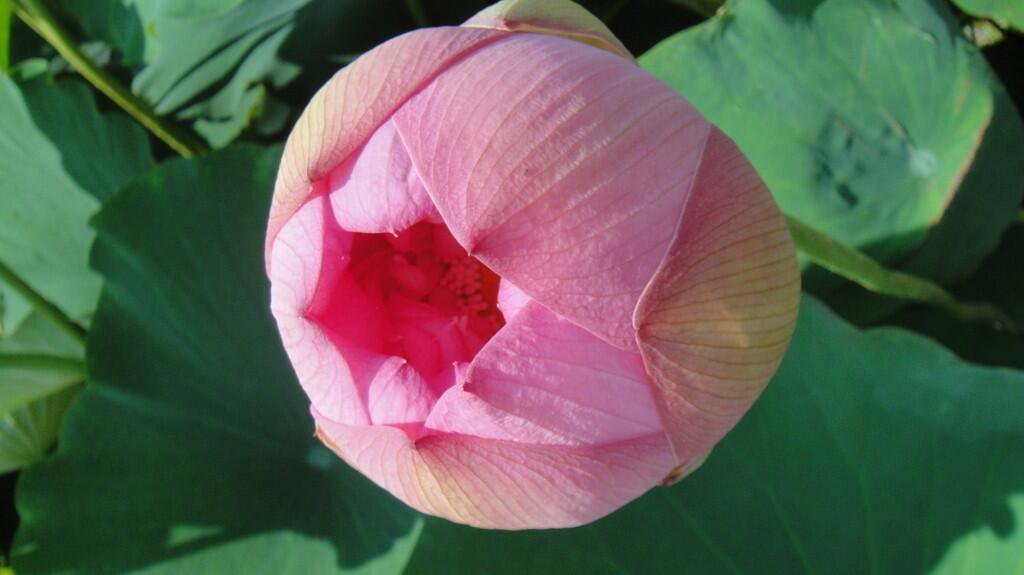 蕊的拼音组词部首