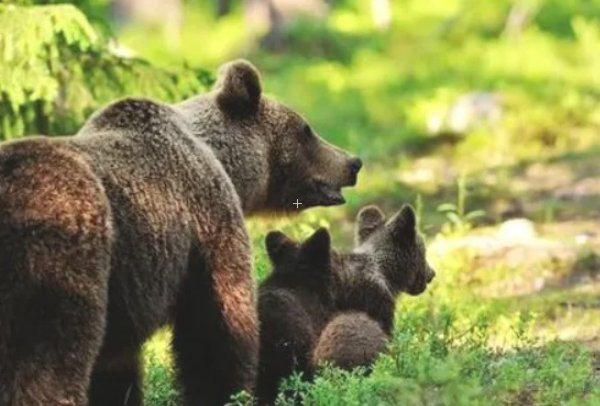 动物尾巴的作用有哪些一年级