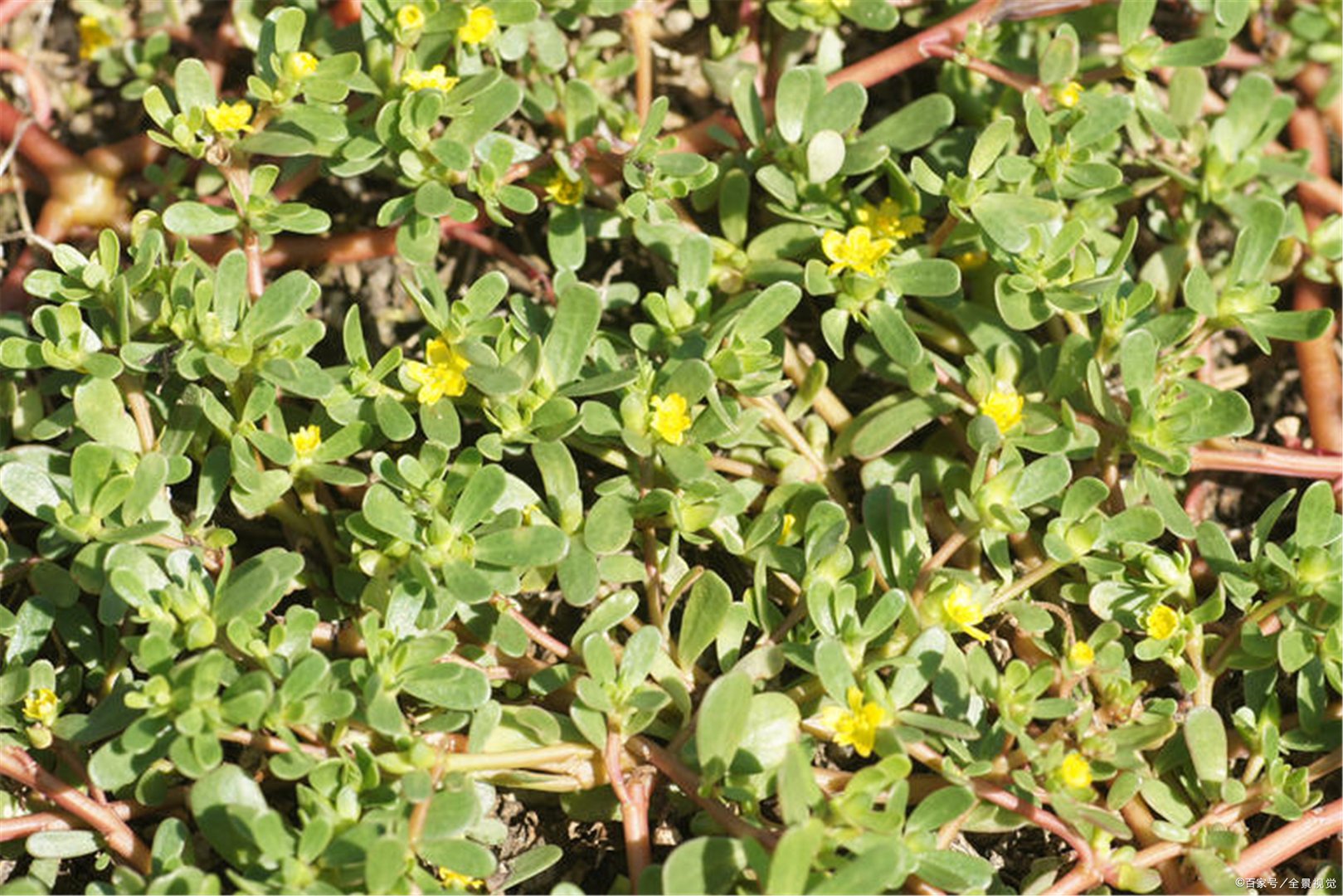被马蜂蛰了，到底是用肥皂水还是用醋，怎么连大夫的说法都不一致。有明确知道的吗？