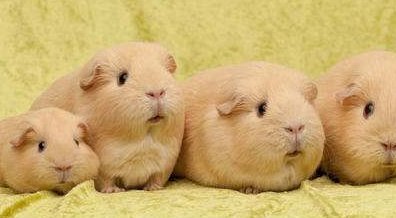 想知道荷兰猪能长多大?