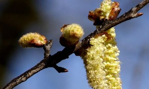 靠风传播种子的植物有哪些？