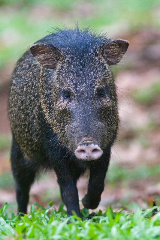 领西猯的生活习性