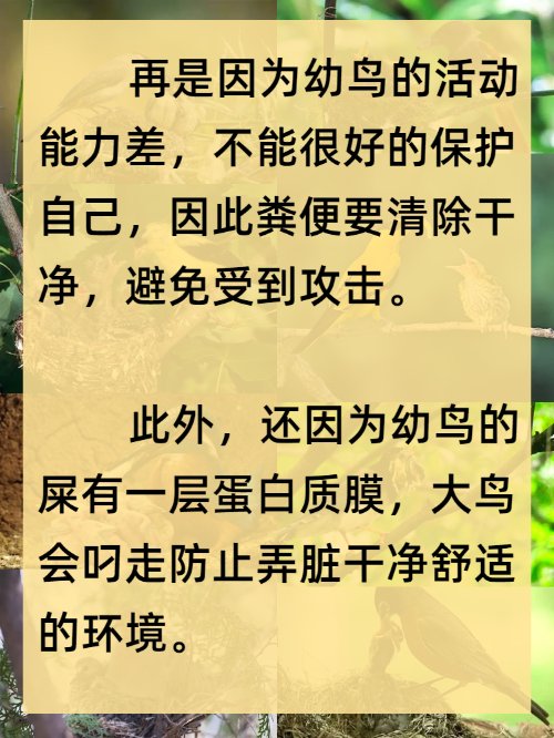 大鸟吃小鸟的屎是为什么？