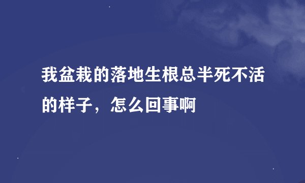 我盆栽的落地生根总半死不活的样子，怎么回事啊