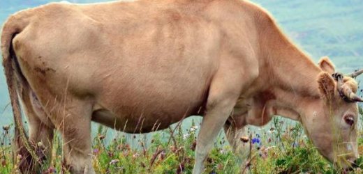 牛的脚印像什么形状？