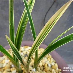 香妃草的形态特征