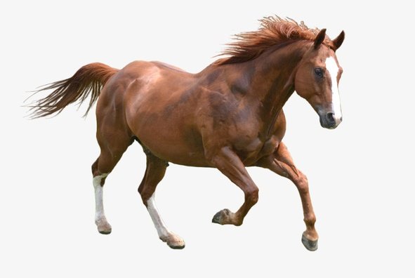 袁隆平爷爷今天90岁生日是什么生肖？