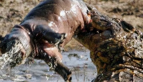 狮子的天敌是什么动物