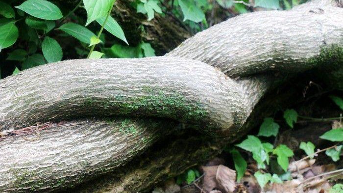 扳的拼音组词部首