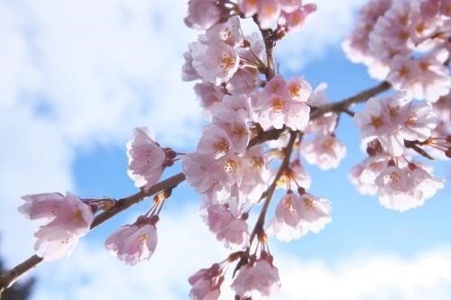 三月份开什么花？