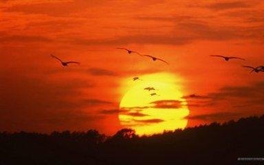 韶华网的组织运作