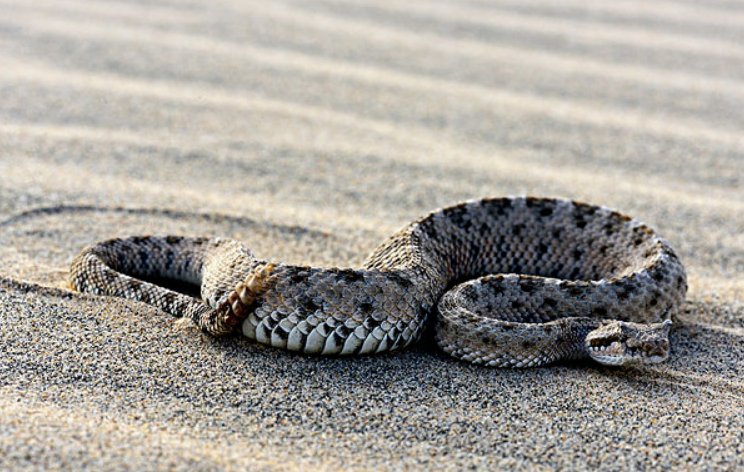 小动物的尾巴有什么作用？