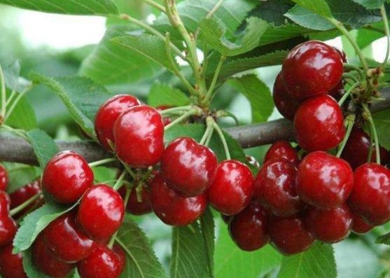 达贝妮樱桃的优缺点是什么？