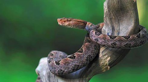 农村十大毒蛇排行榜